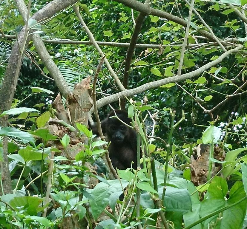 Casa Verde, Cahuita Dış mekan fotoğraf