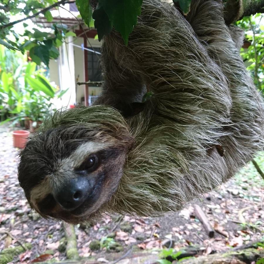 Casa Verde, Cahuita Dış mekan fotoğraf